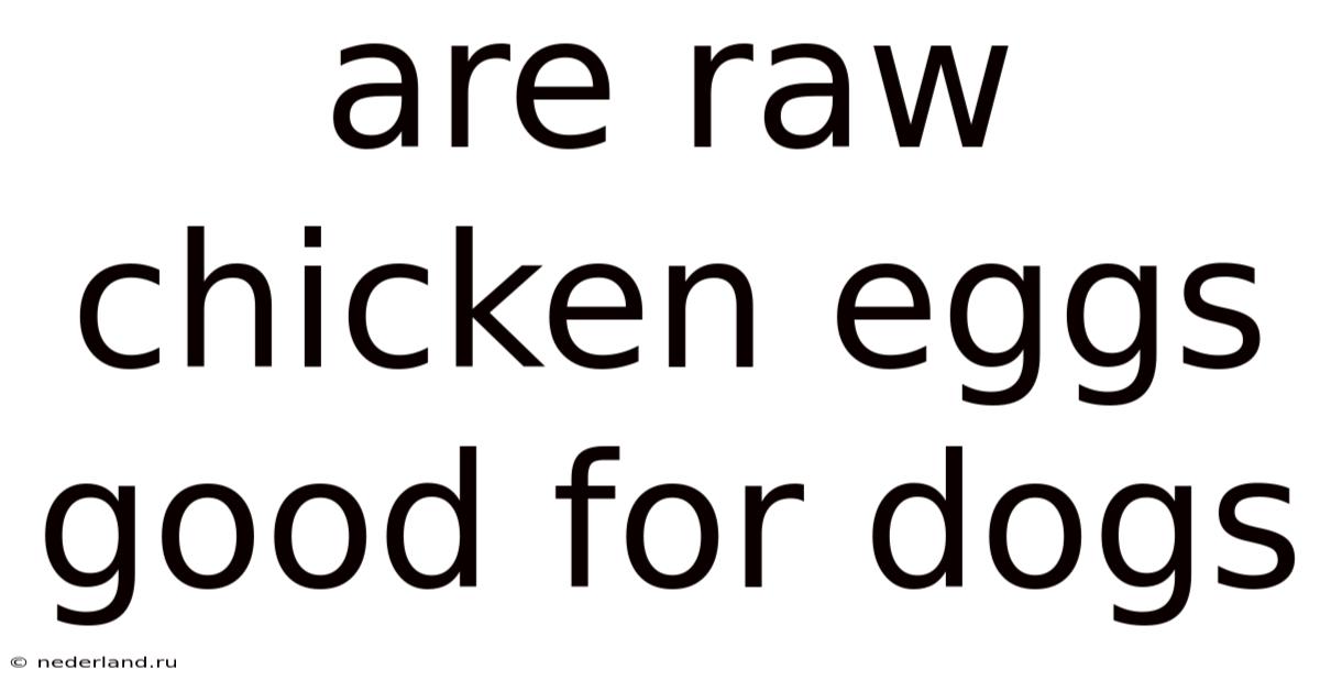 Are Raw Chicken Eggs Good For Dogs