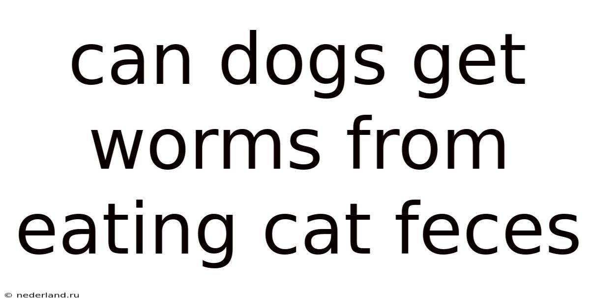Can Dogs Get Worms From Eating Cat Feces