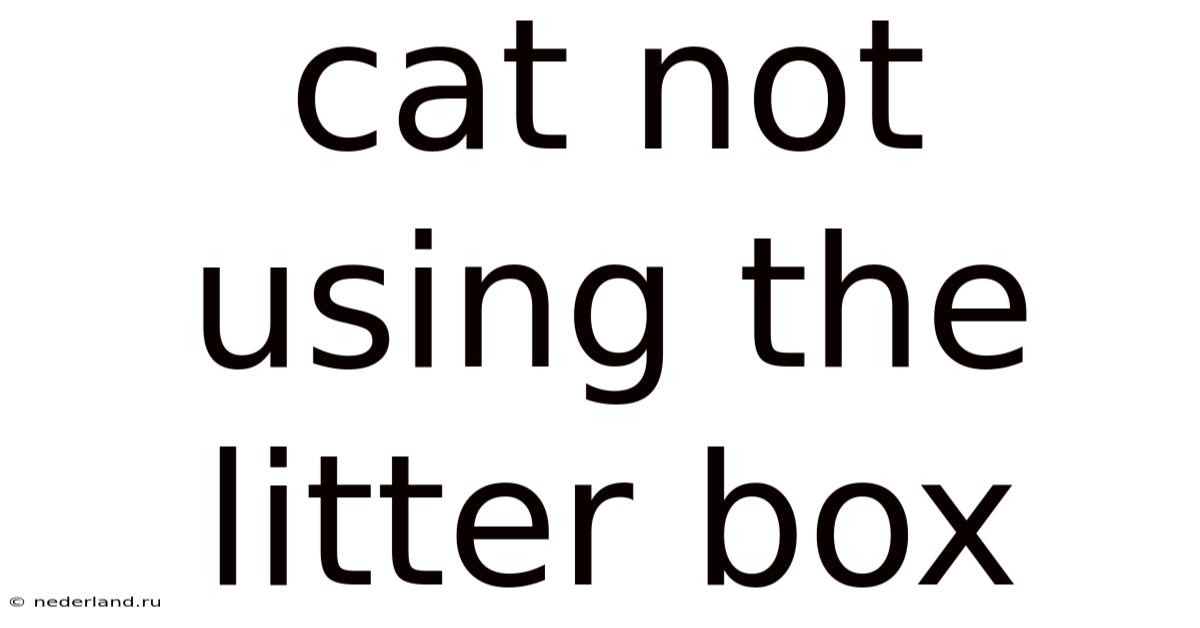 Cat Not Using The Litter Box