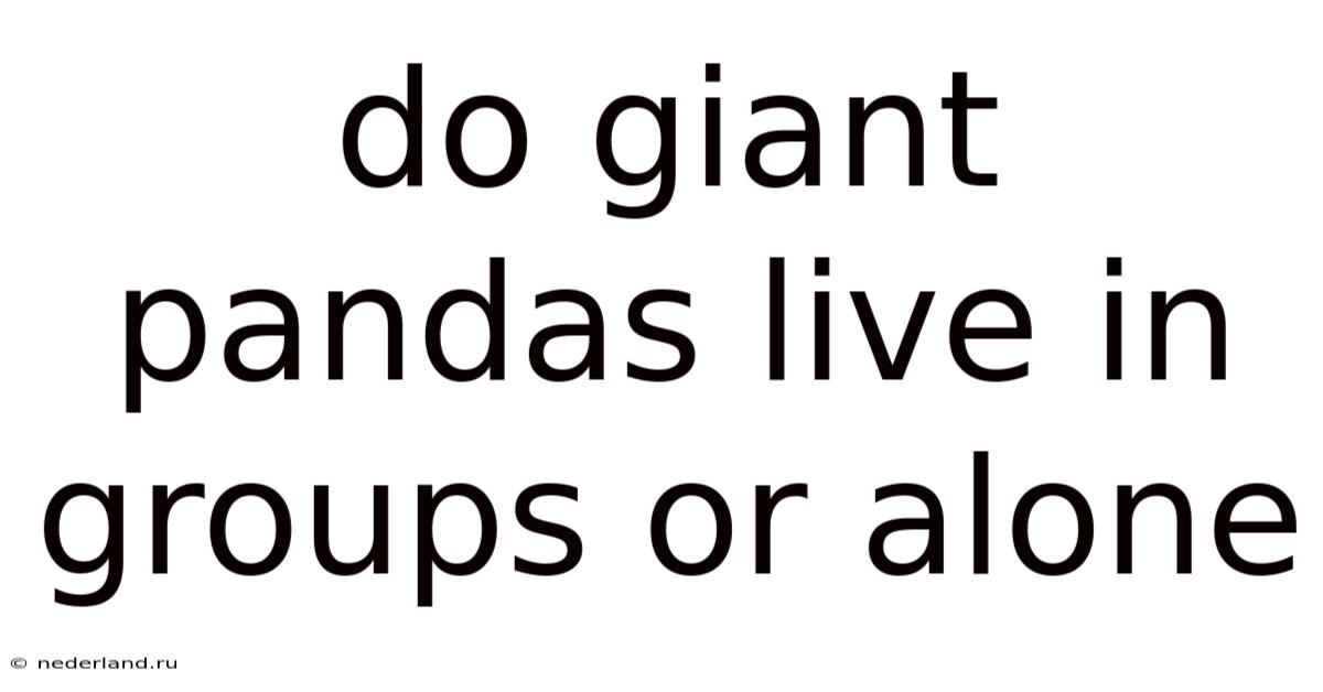 Do Giant Pandas Live In Groups Or Alone
