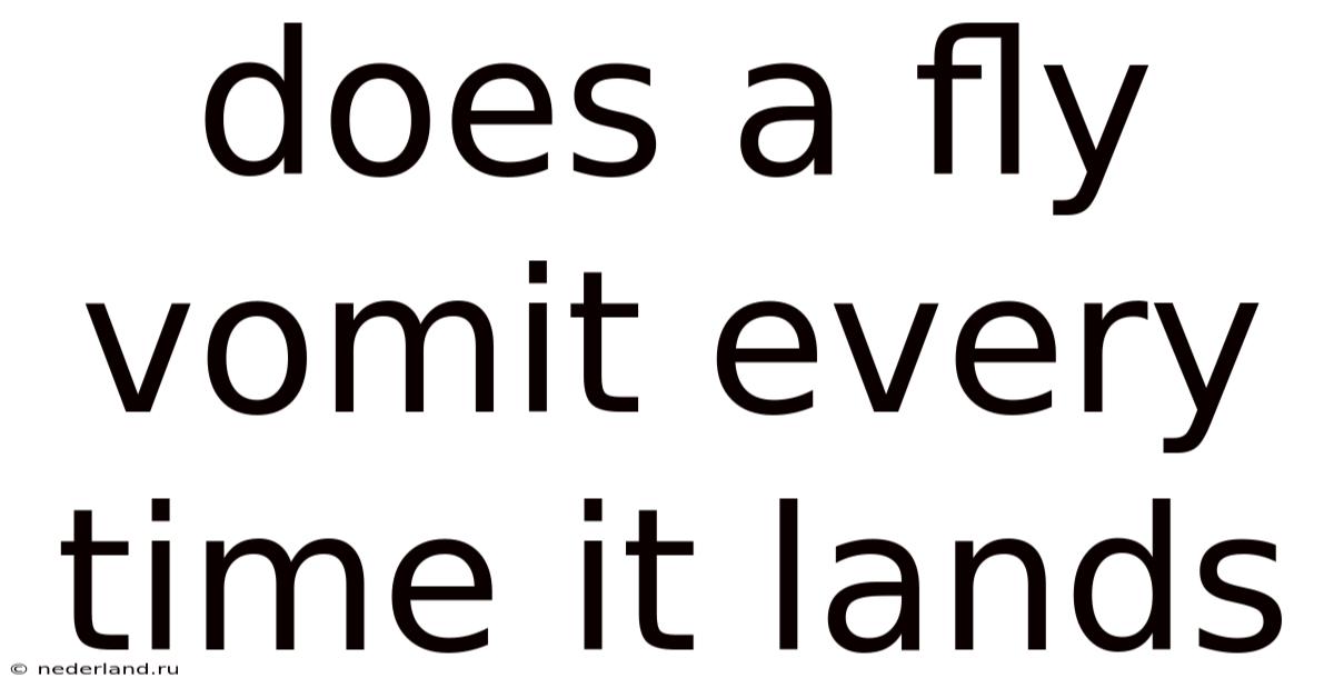 Does A Fly Vomit Every Time It Lands