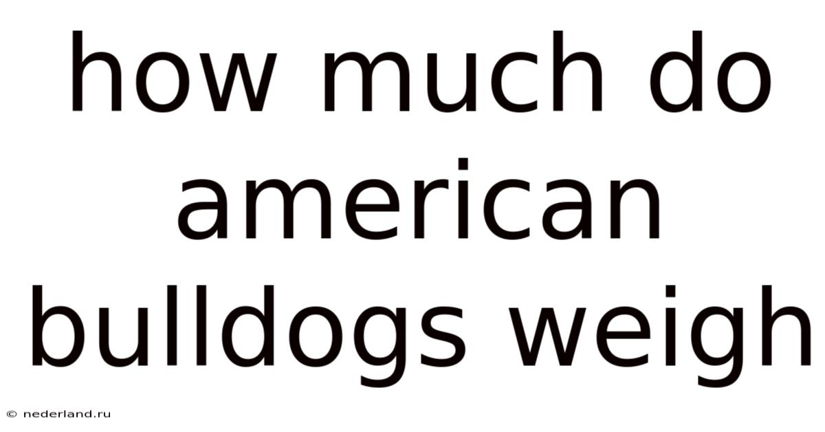 How Much Do American Bulldogs Weigh