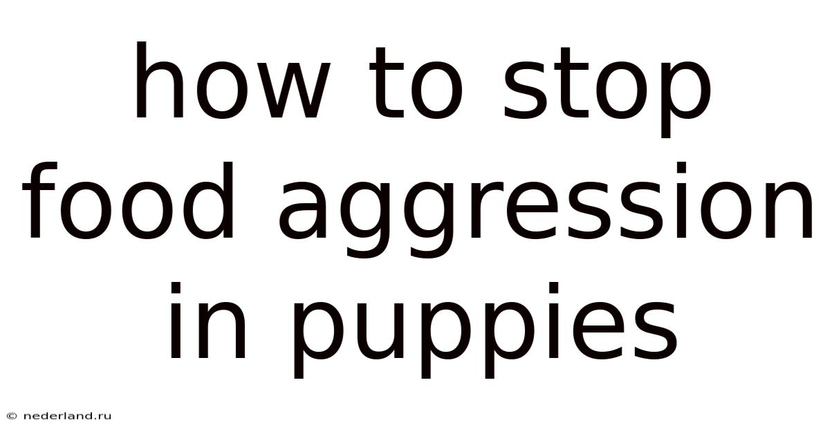 How To Stop Food Aggression In Puppies