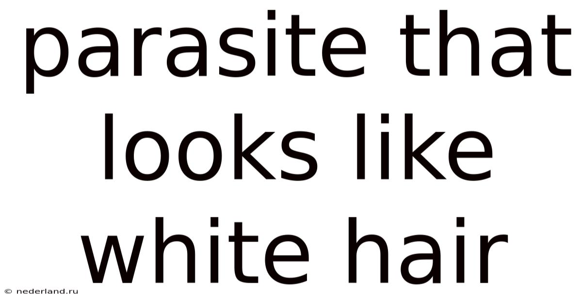 Parasite That Looks Like White Hair