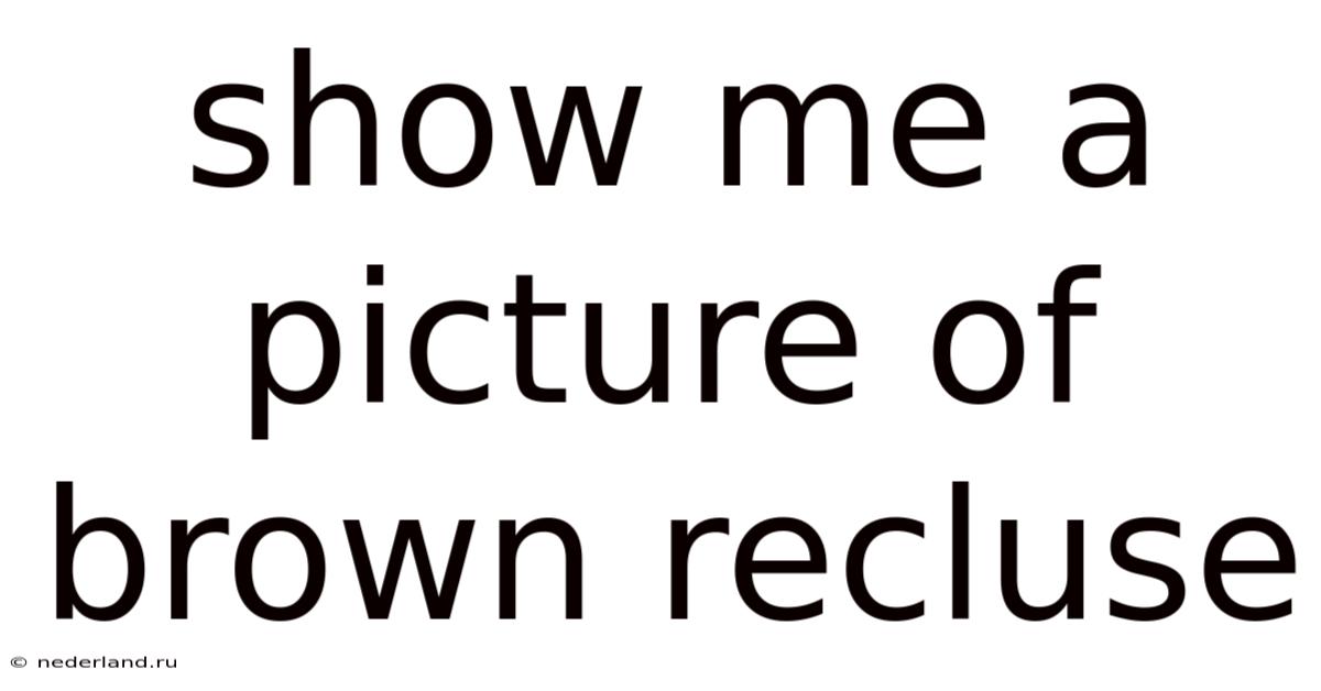 Show Me A Picture Of Brown Recluse