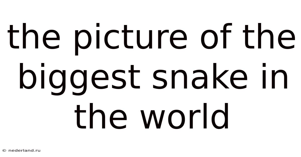 The Picture Of The Biggest Snake In The World