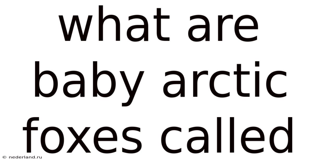 What Are Baby Arctic Foxes Called
