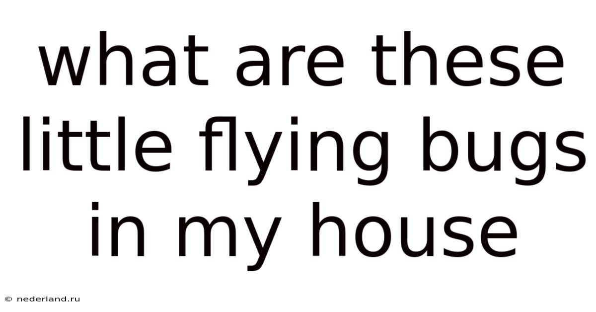 What Are These Little Flying Bugs In My House