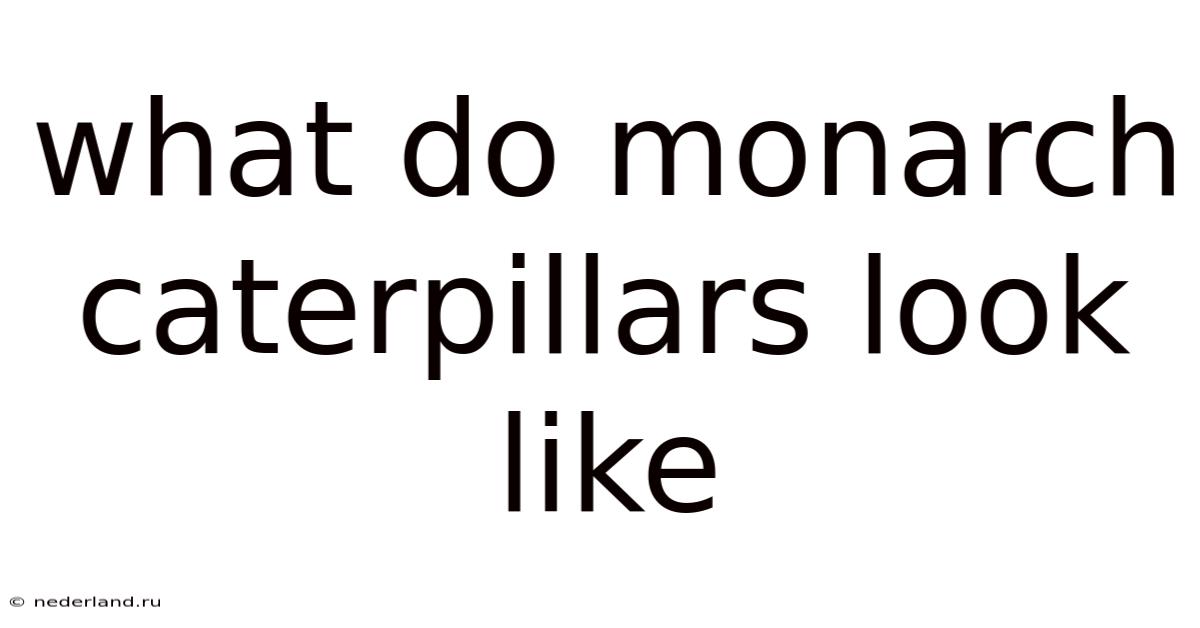 What Do Monarch Caterpillars Look Like
