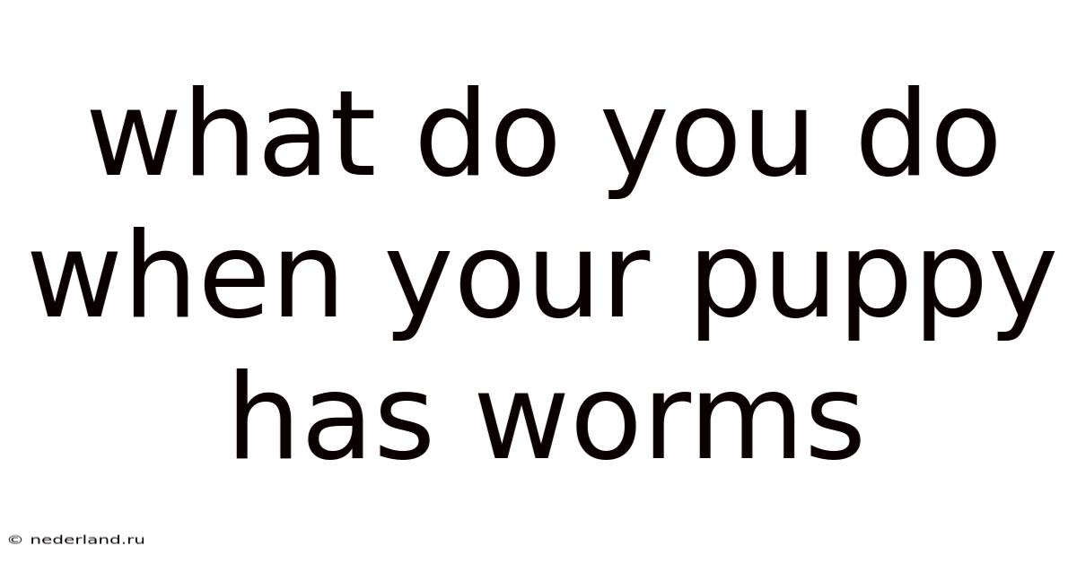What Do You Do When Your Puppy Has Worms