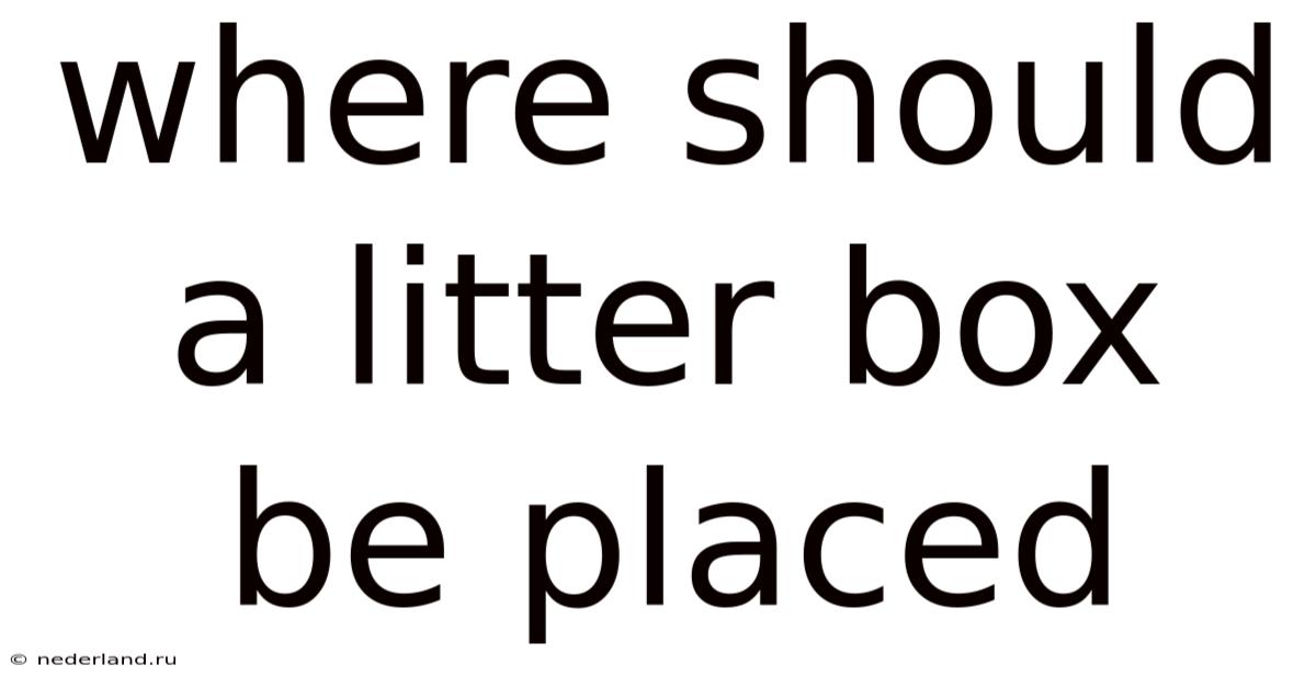 Where Should A Litter Box Be Placed